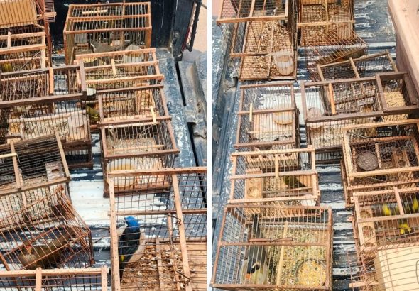 Rescatan 12 aves protegidas en Mendoza tras una denuncia anónima, y suman 80 ejemplares liberados en menos de una semana