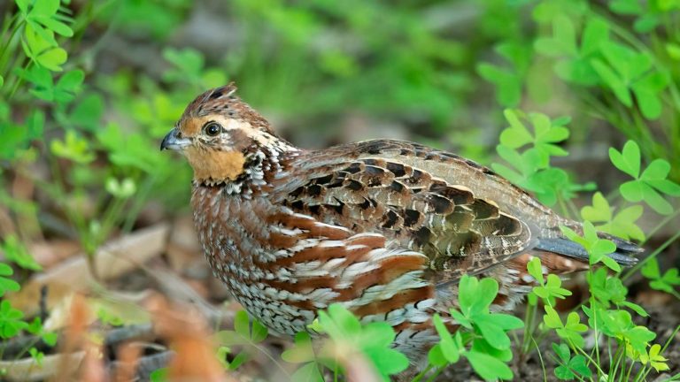 Restauración del Rancho WW en Texas: 3000 ciruelos y humedales reviven 91 hectáreas para codornices y aves acuáticas