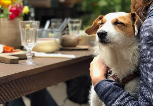 Turismo y mascotas: Entre Ríos se declara oficialmente como la primera provincia pet friendly de Argentina