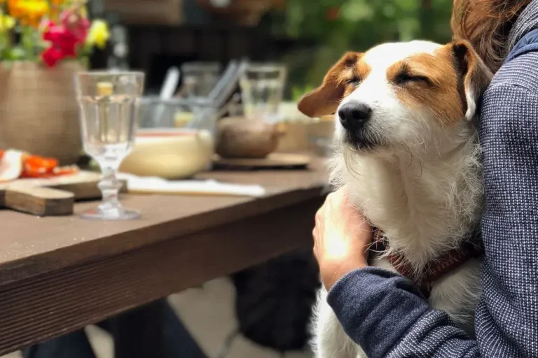 Turismo y mascotas: Entre Ríos se declara oficialmente como la primera provincia pet friendly de Argentina